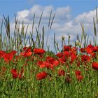 ... j´aime les coquelicots !!!...