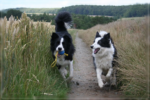 Jaimee und Uko beim rennen...