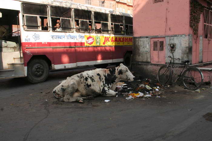 Jaipur - Die heilige Kuh