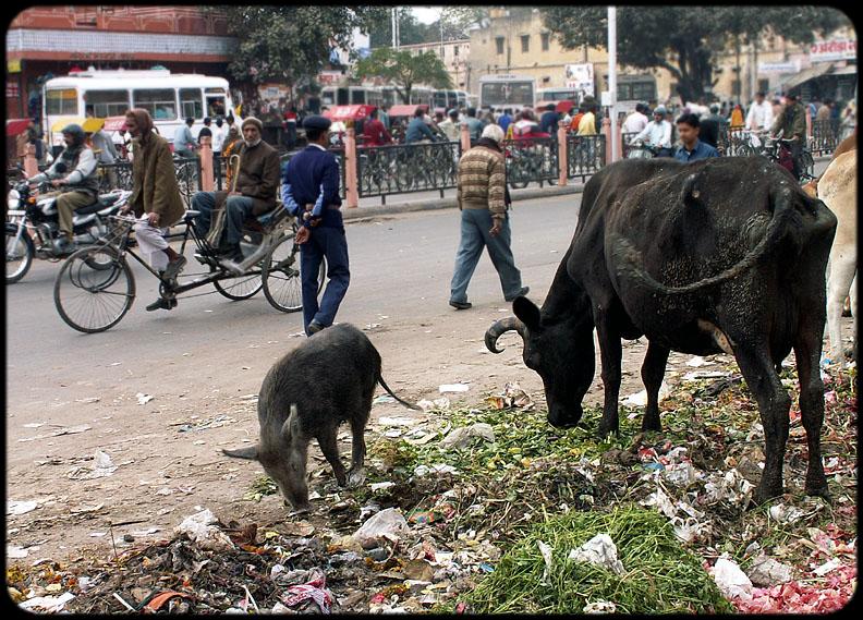 Jaipur is a very clean city.............