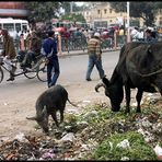 Jaipur is a very clean city.............