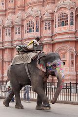 Jaipur street live