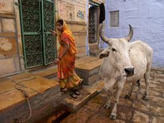 Jaisalmer: Frau und heilige Kuh