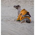 Jaisalmer Sand Dune Transport