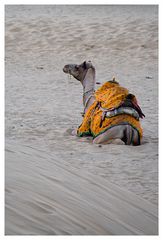 Jaisalmer Sand Dune Transport