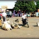 Jaisalmer -Scènes de vie