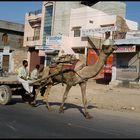 Jaisalmer Transport Company