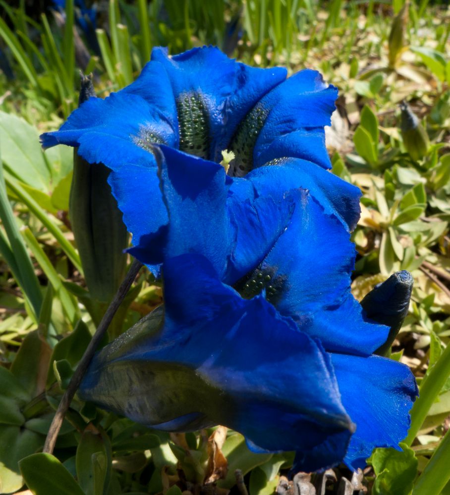 Ja,Ja,so blau,blau,blüht,blüht der Enzian by photoweise 