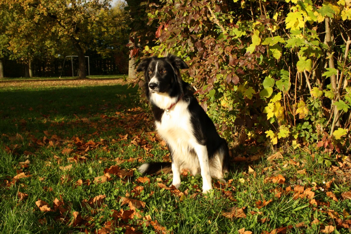 jak im herbstlaub