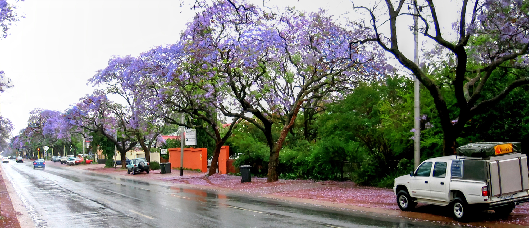 JAKARANADA  TREES  in PRETORIA, S.A.