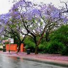 JAKARANADA  TREES  in PRETORIA, S.A.