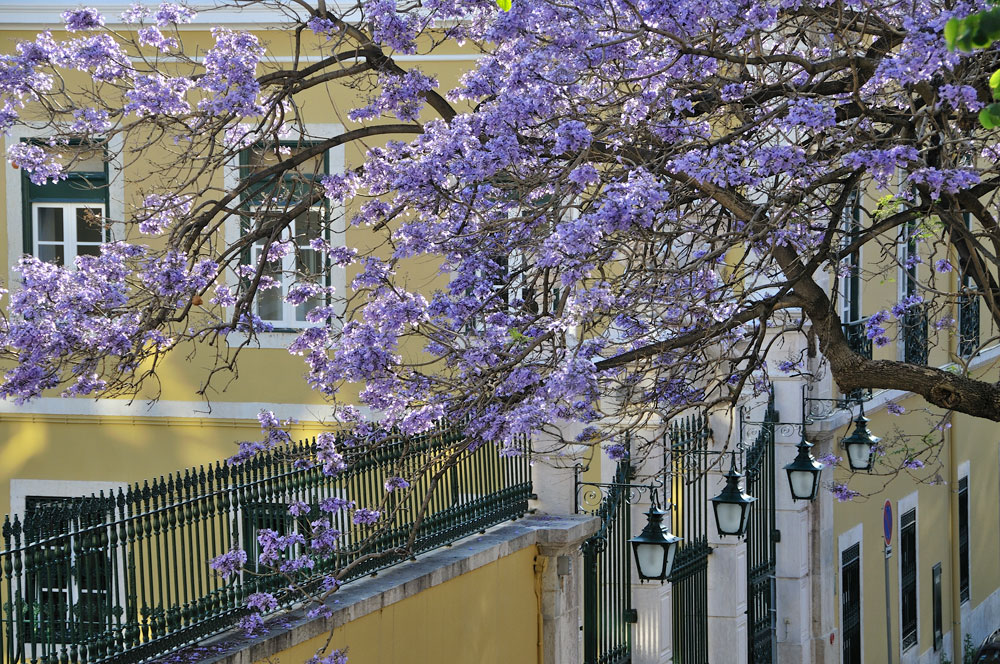 Jakaranda-Trees on the way up to Castelo Sao Jorge