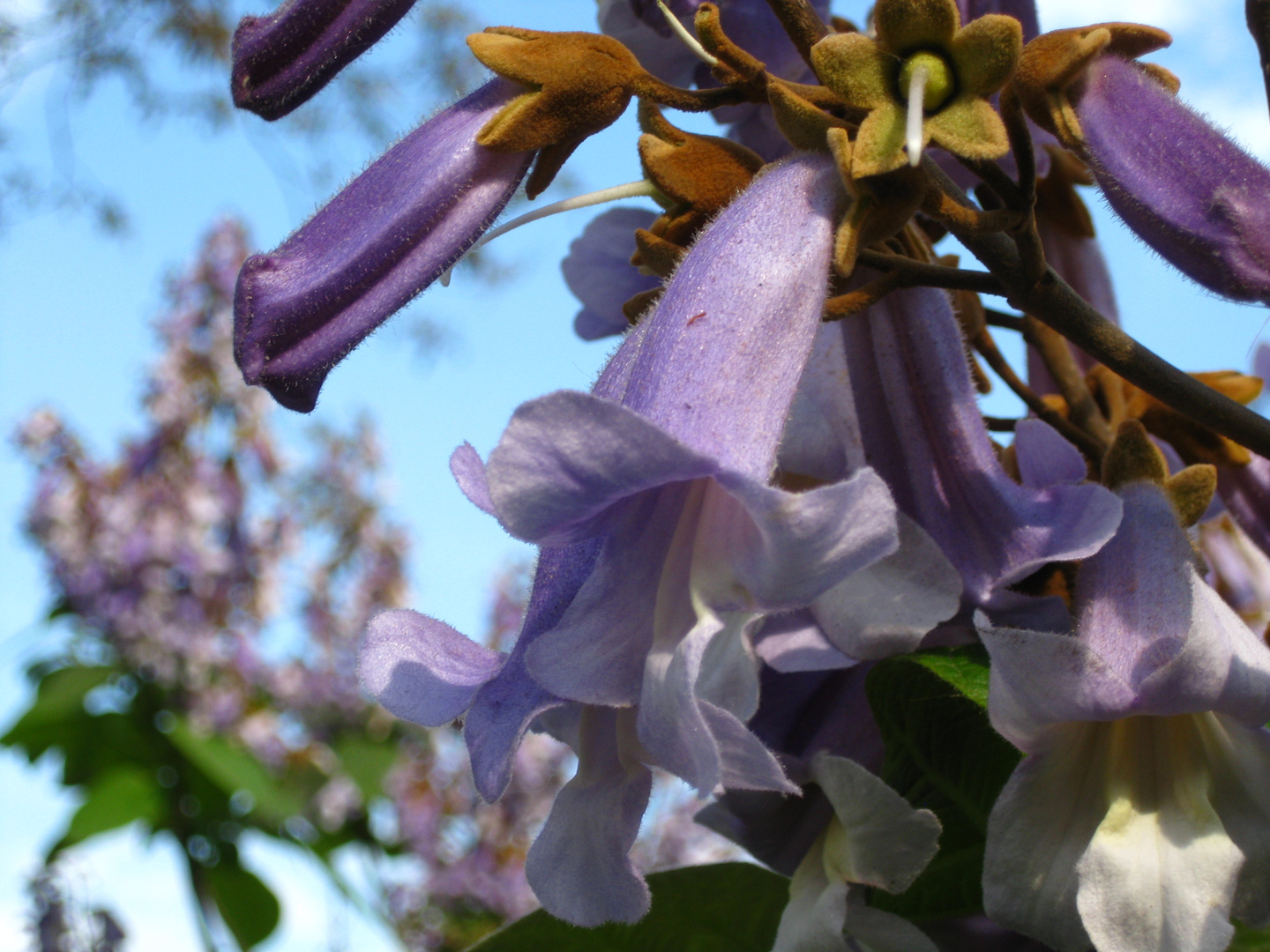 Jakarandablüte, Bignoniaceae, Trompetenbaumblüte