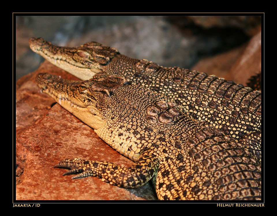 Jakarta Zoo I, Jakarta / ID