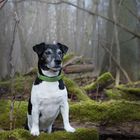 Jake allein im Wald