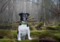 Jake allein im Wald