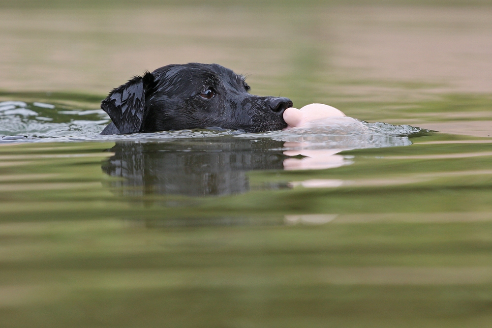 Jake geht baden.....