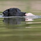 Jake geht baden.....