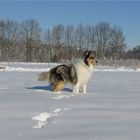 Jake im Schnee