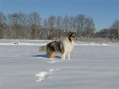 Jake im Schnee