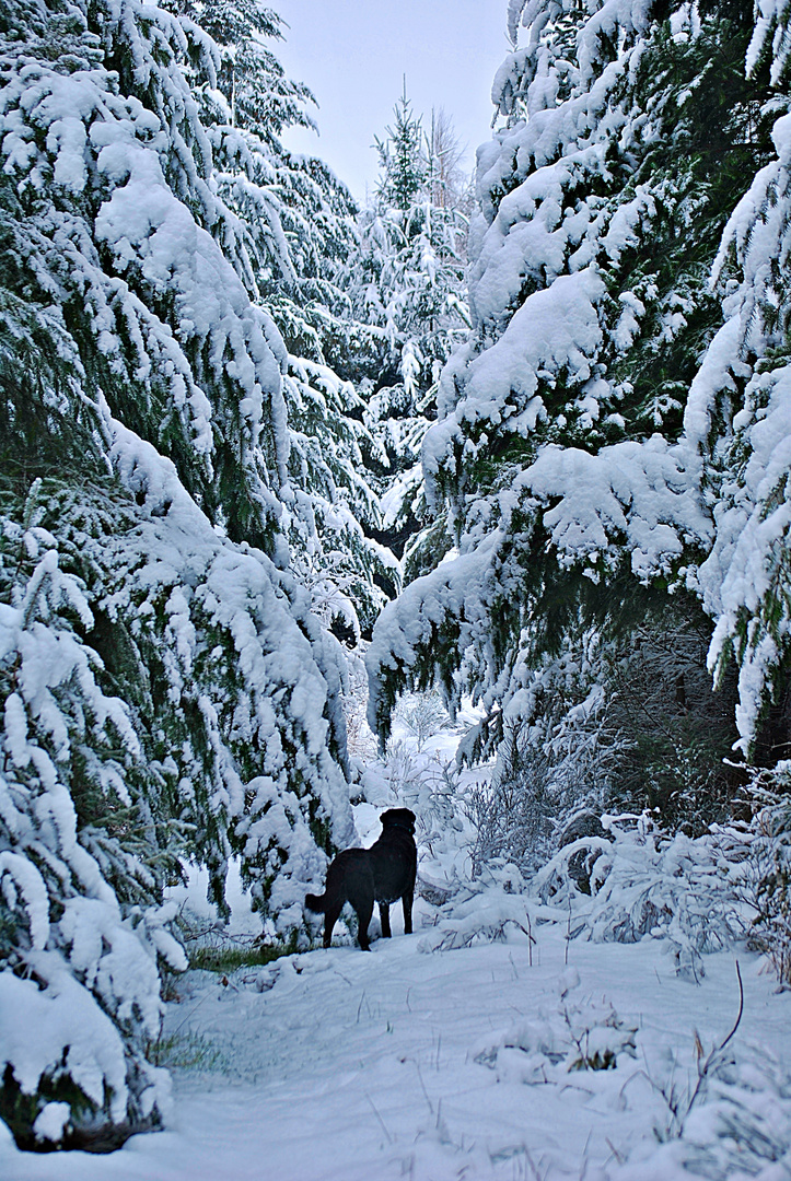 Jake im Schneewald...