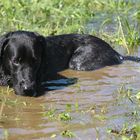 Jake in the Swamp