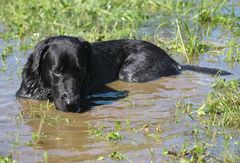 Jake in the Swamp