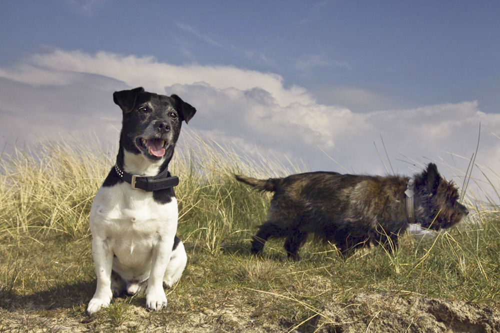 Jake und Goldie