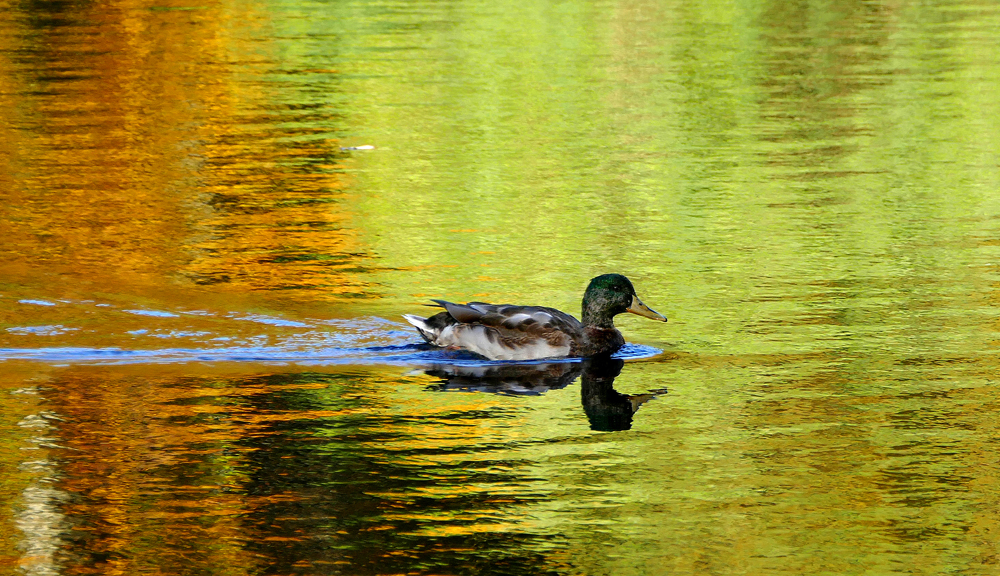 ...Jakibi Weiher...02