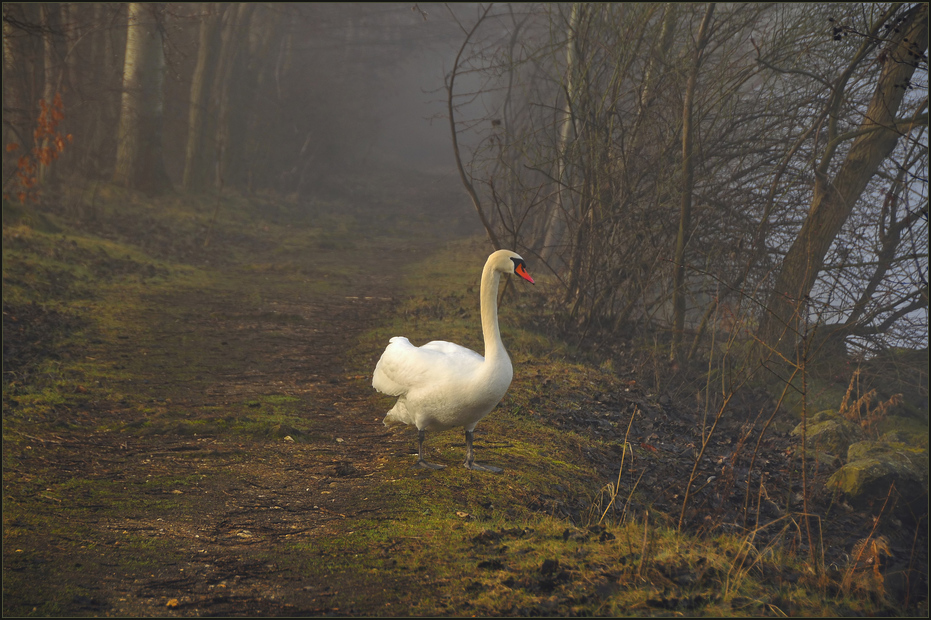 Jakob im Nebel