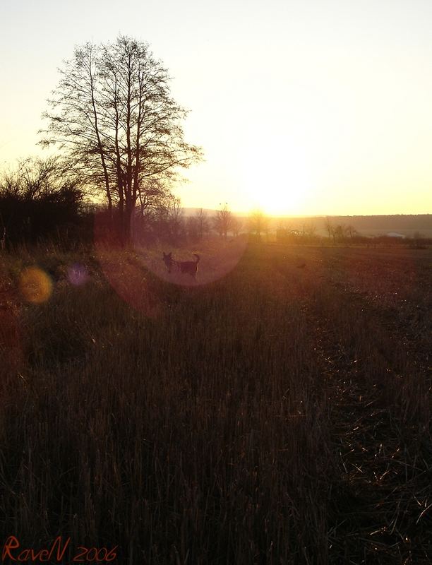 Jakob in the sunset