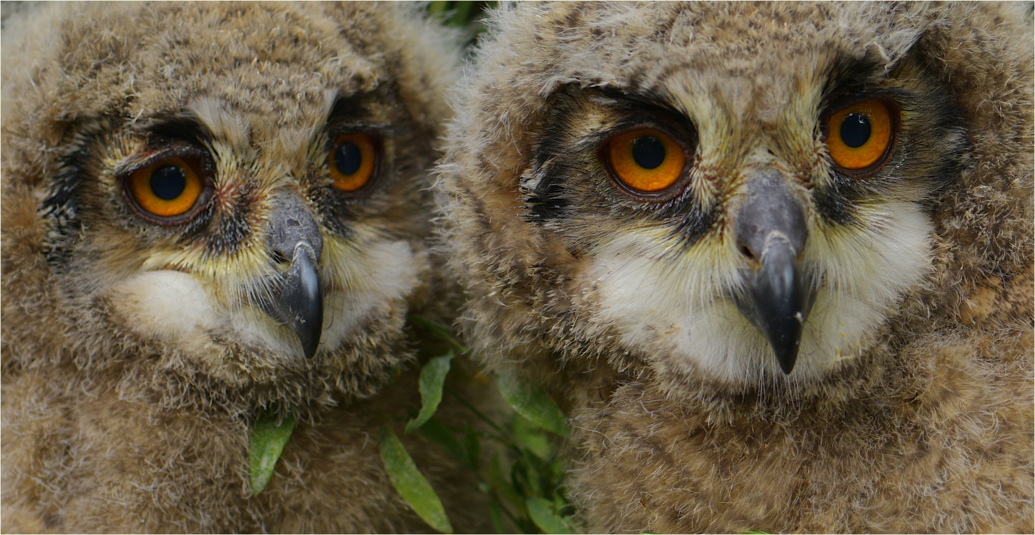 Jakob und Johanna