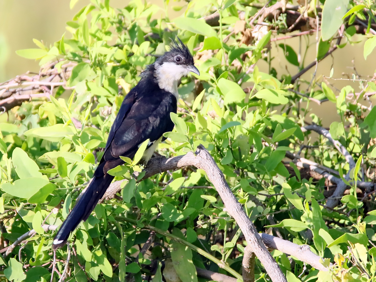 Jakobinerkuckuck (Clamator jacobinus)