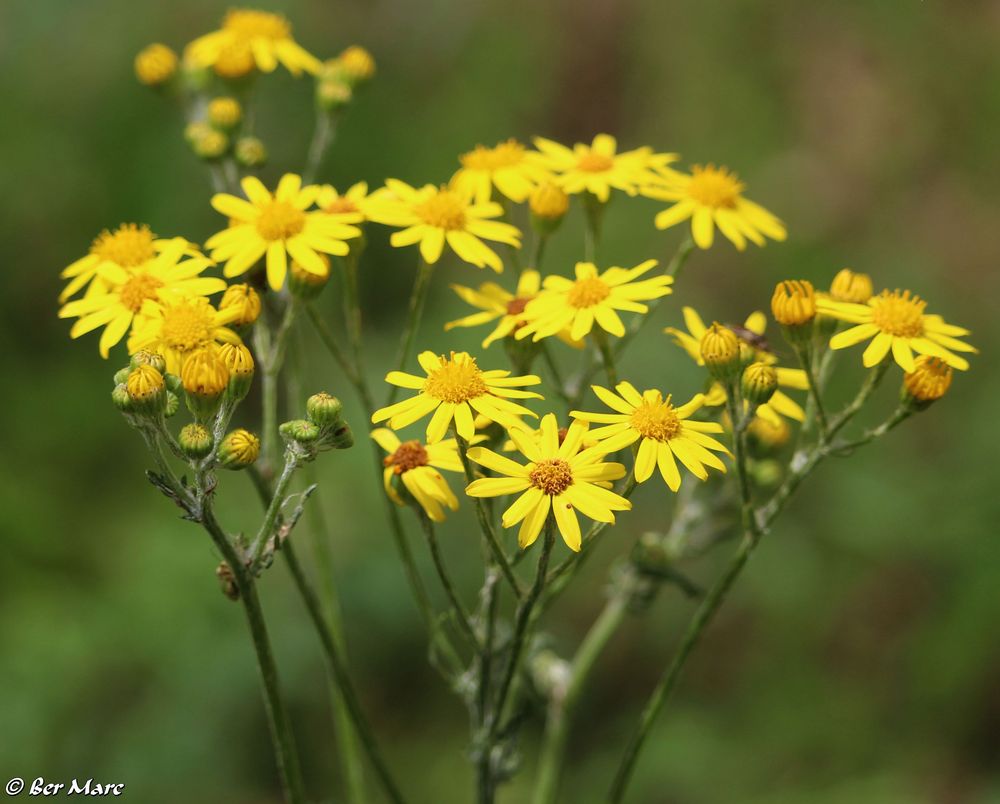 JakobsGreiskraut Foto & Bild naturbilder, korbblütler, asternartige