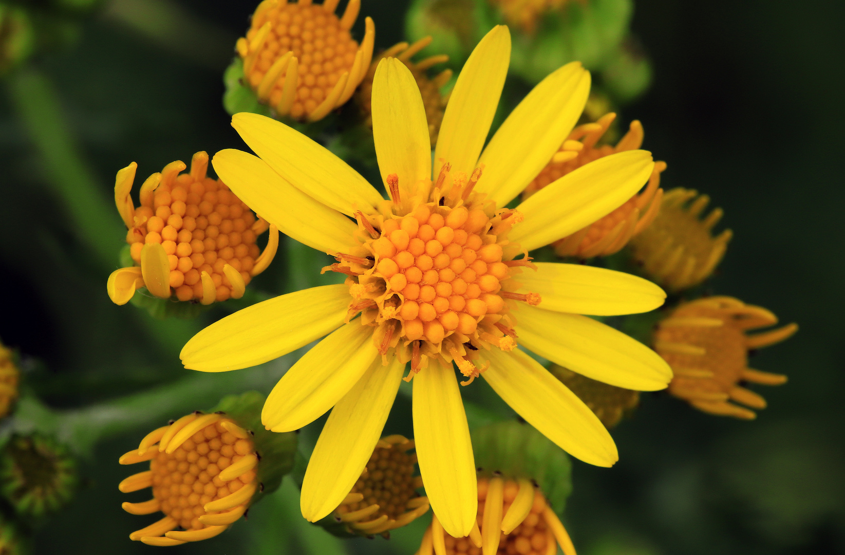 Jakobs-Greiskraut, Jacobaea vulgaris, Blütenstand