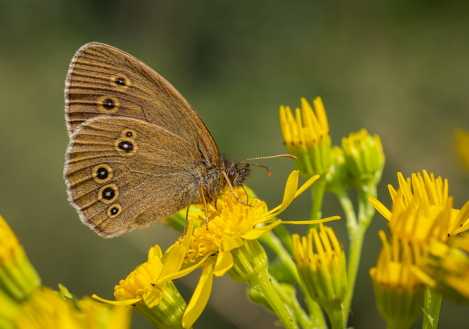 Jakobs-Greiskraut mit Besucher (Brauner Waldvogel)