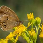 Jakobs-Greiskraut mit Besucher (Brauner Waldvogel)