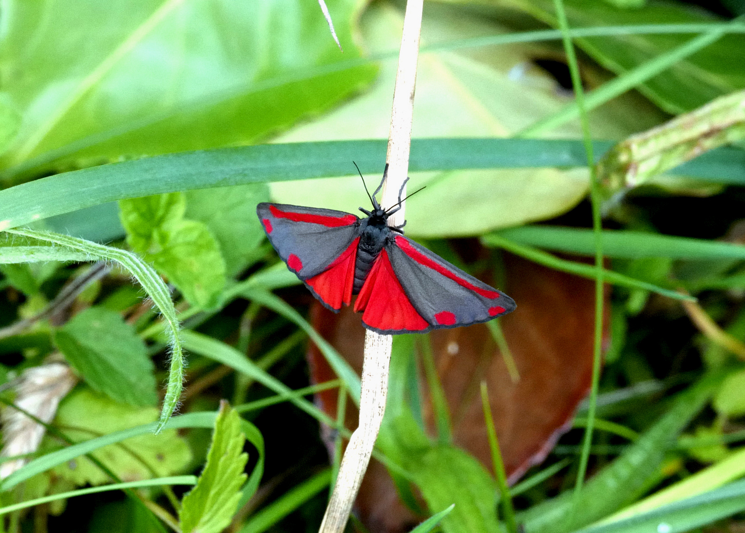 Jakobskrautbär im Garten