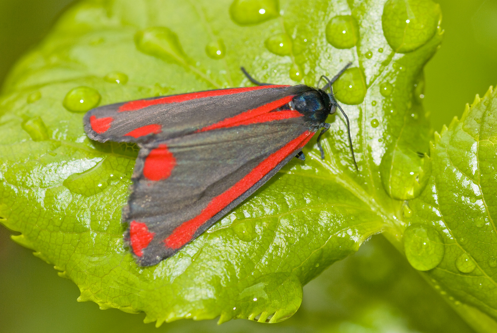 Jakobskrautbär (Tyria jacoabaeae)