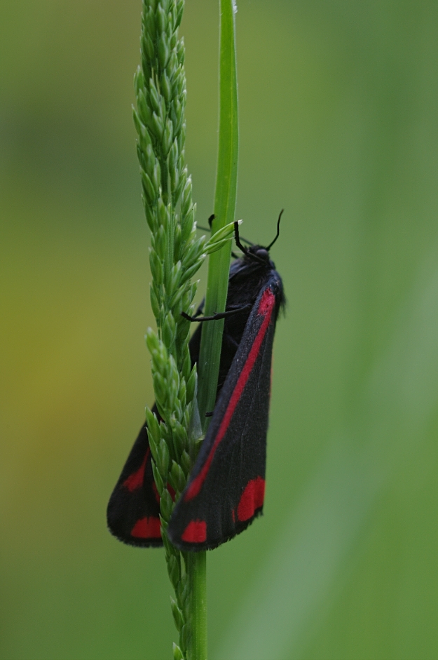 Jakobskrautbär (Tyria jacobaea)