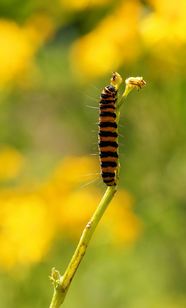 Jakobskrautbär (Tyria jacobaeae)