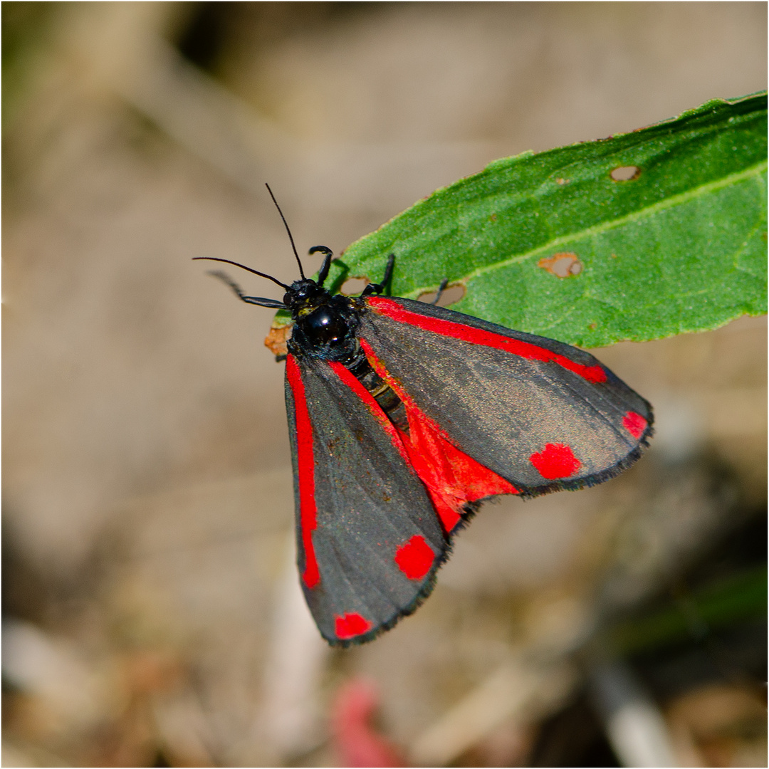  Jakobskrautbär (Tyria jacobaeae) auch . . .