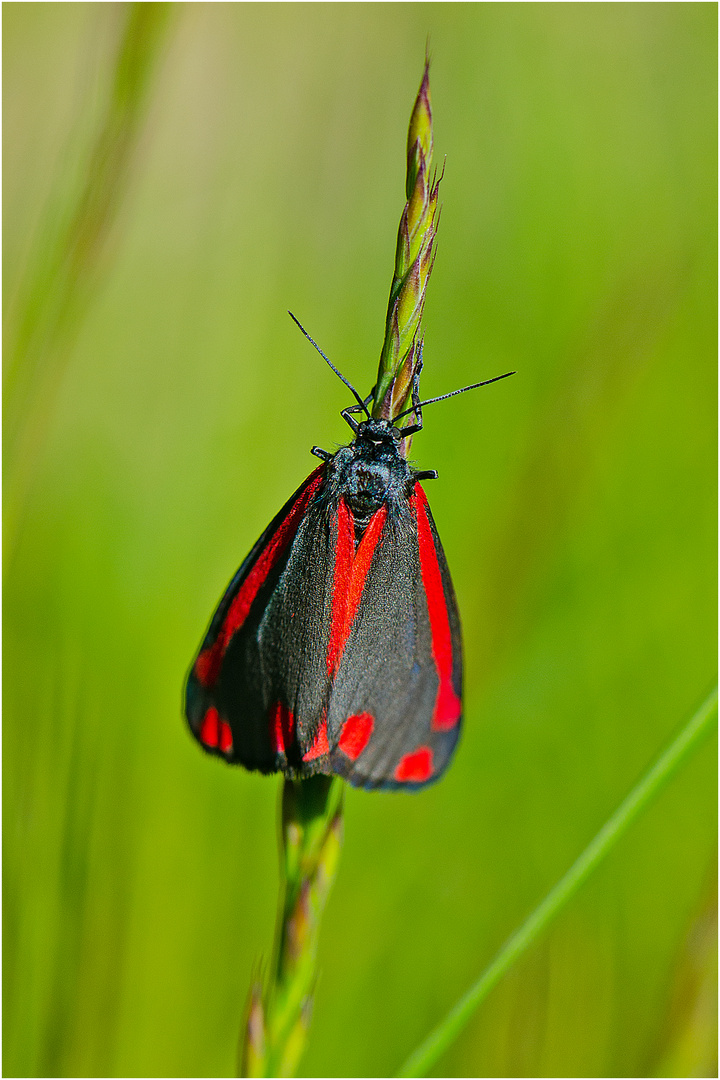 Jakobskrautbär (Tyria jacobaeae) auch . . .