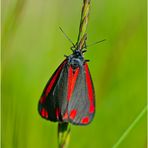 Jakobskrautbär (Tyria jacobaeae) auch . . .