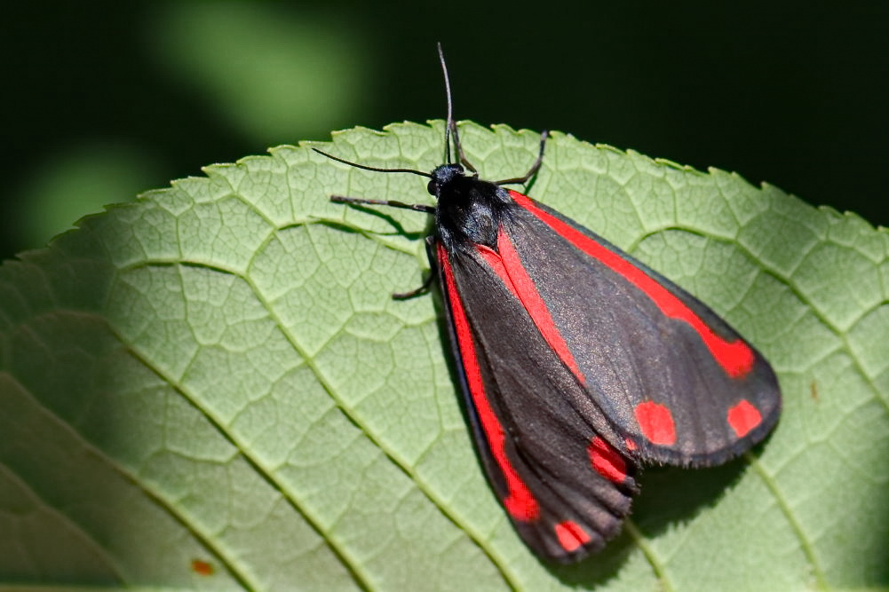 Jakobskrautbär [Tyria jacobaeae], auch Blutbär oder Karminbär