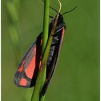 Jakobskrautbär (Tyria jacobaeae), auch Blutbär oder Karminbär