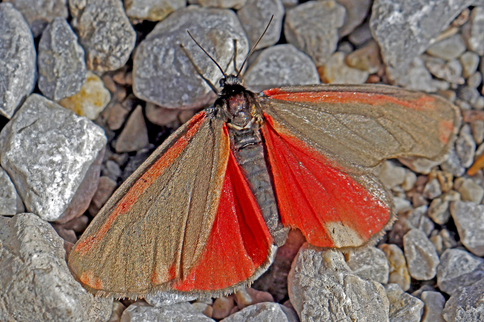 Jakobskrautbär (Tyria jacobaeae)