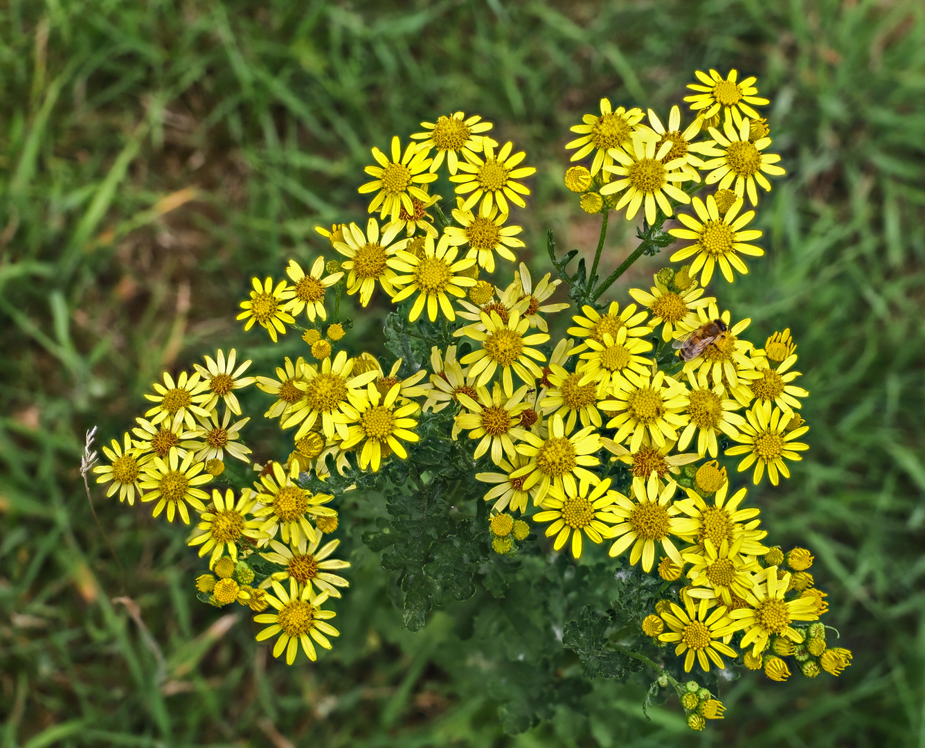 Jakobskreuzkraut - Blüten