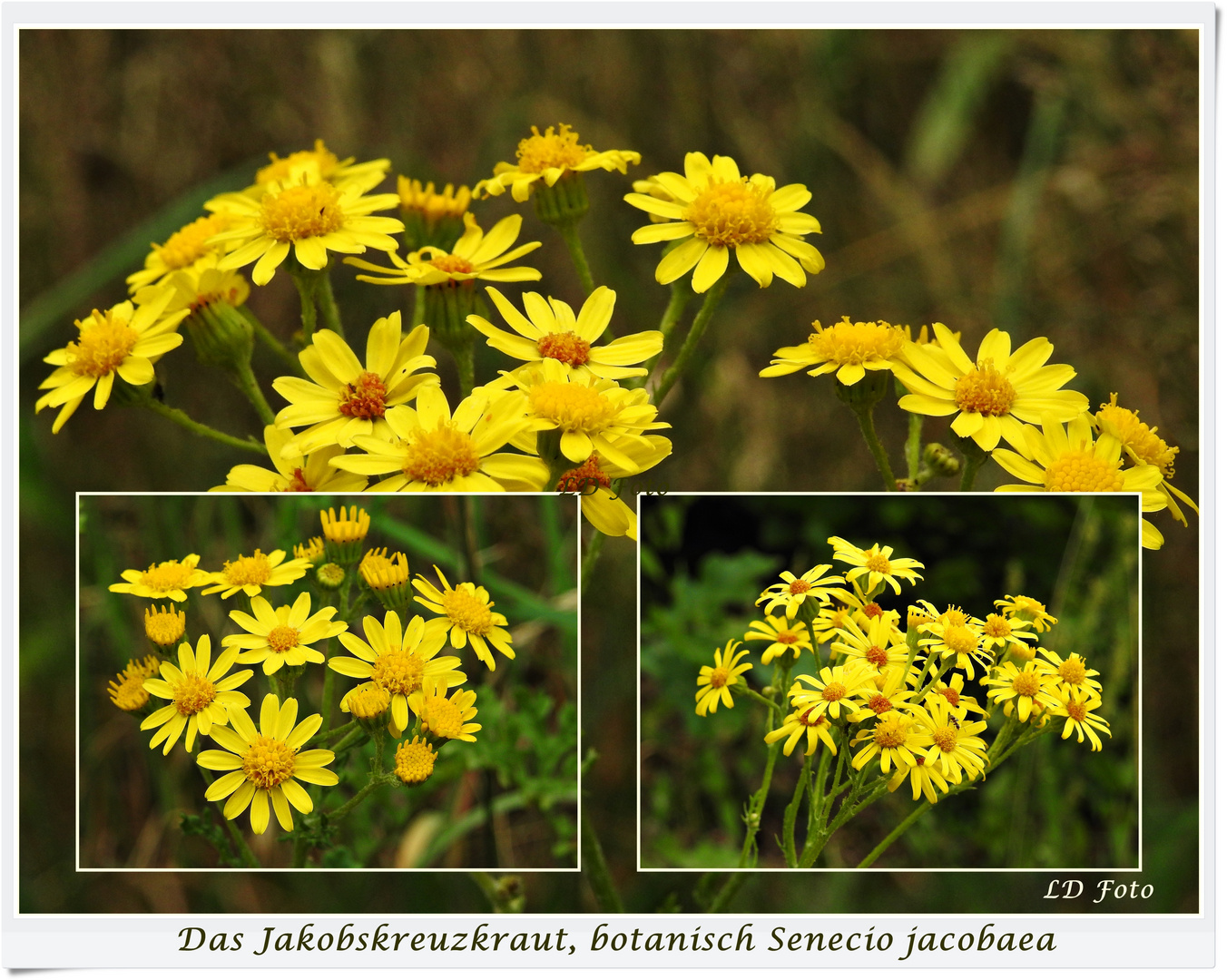 Jakobskreuzkraut, botanisch Senecio jacobaea