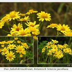 Jakobskreuzkraut, botanisch Senecio jacobaea